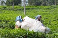 Female tea picker working in tea plantation in Munnar, Kerala, S