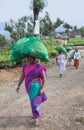 Female tea pickers in Kerala, South India