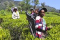Female Tea Workers in Colorful Sri Lankan Field Royalty Free Stock Photo