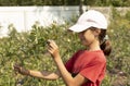 Female teen girl collects (picks) blueberries (bilberries) from the bush in backyard