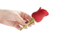 Female teen hand holding red rose flower head isolated Royalty Free Stock Photo