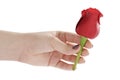 Female teen hand holding red rose flower head isolated Royalty Free Stock Photo