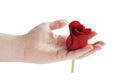 Female teen hand holding red rose flower head isolated Royalty Free Stock Photo