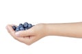 Female teen hand holding washed blueberries