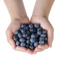 Female teen hands holding washed blueberries