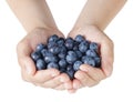 Female teen hands holding washed blueberries