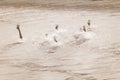 Female, teenage hands of drowning people stretching out of the water in swimming pool asking for help. Concept ofgroup