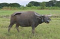 A female Thai buffalo is tied in a rope in the middle of a rice field