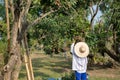 Female thai gardener is picking the sweet longan fruit in a big trees in the organic garden for selling. She wears hat and cloth