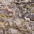 Female Thinhorn Sheep Ovis dalli stonei leading lamb