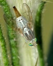 Female thistle gall fly (Terellia serratulae)