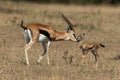Female Thomson gazelle bending to nuzzle baby