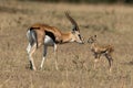 Female Thomson gazelle bends to nuzzle baby