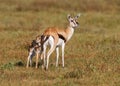 Female Thomson`s gazelle Eudorcas thomsonii with fawn Royalty Free Stock Photo