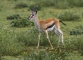 Female Thomson`s gazelle Eudorcas thomsonii Royalty Free Stock Photo