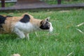 Female three colour orange, white, black on its wool is stare and stand on the grass feild