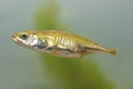 The female of three-spined stickleback fish Gasterosteus aculeatus in underwater habitat