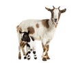 Female Tibetan Pigmy Goat with her kid, isolated on white
