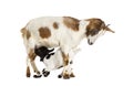 Female Tibetan Pigmy Goat with her kid suckling milk, isolated on white Royalty Free Stock Photo