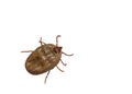 Female tick