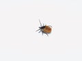 Female tick  Ixodes scapularis crawling Royalty Free Stock Photo