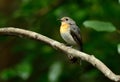 Female Tickell`s Blue Flycatcher