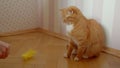 Female tickling her cute ginger cat using stick with plumule at home.