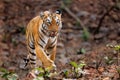 Female tiger in Bandhavgarh National Park in India Royalty Free Stock Photo