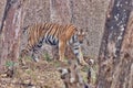 Female Tiger with ferocious look at Kabini, Nagarhole National Park, Karnataka, India Royalty Free Stock Photo