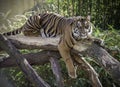 Female Tiger on log