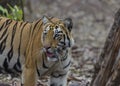 Female Tiger looking around in search of a prey Royalty Free Stock Photo