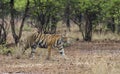 Female Tiger moving around in jungle Royalty Free Stock Photo