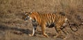 Female tiger Maya close up shot at Tadoba National Park Royalty Free Stock Photo