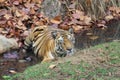Tigress `solo` queen of the jungle resting in a stream