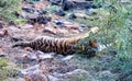 female tiger near the water hole Royalty Free Stock Photo