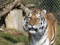 Tiger pacing within her enclosure