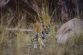 A female tiger portrait in a morning light and shadow in a nature green amidst in a jungle of kanha national park, india