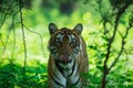 A female tiger portrait in a morning light and shadow in a nature green amidst in a jungle of ranthambore national park, india