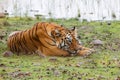 Female tiger in Tadoba NP in India Royalty Free Stock Photo