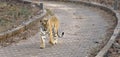 Female Tiger strolling on a paved path at Tadoba National Park