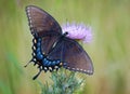 Female Tiger Swallowtail Butterfly