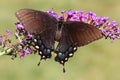 Female Tiger Swallowtail Butterfly Royalty Free Stock Photo