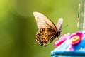 female tiger swallowtail butterfly Royalty Free Stock Photo