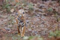 Female tiger in Tadoba NP in India Royalty Free Stock Photo