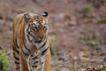 Female tiger in Tadoba NP in India Royalty Free Stock Photo