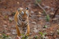 Female tiger in Tadoba NP in India Royalty Free Stock Photo