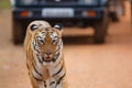 Female tiger in Tadoba NP in India Royalty Free Stock Photo