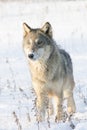 Female timber wolf portrait Royalty Free Stock Photo