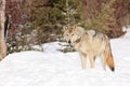 Female timber wolf Royalty Free Stock Photo