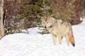 Female timber wolf